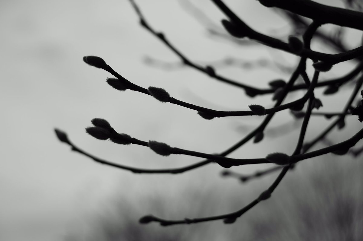 ukyo_narayama's tweet photo. B&W Library by Ukyo Narayama.
「ネコヤナギ」
SONY α7 + Carl Zeiss Jena Biotar 58mm f2
#pentax #M42 #Carl Zeiss #Biotat https://t.co/KRxbt8u7cJ