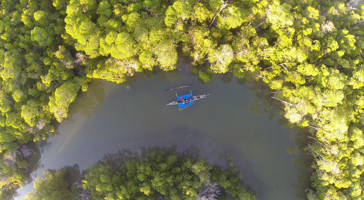 BlueVentures's tweet photo. We're #recruiting a Blue Forests #Development #Manager in Indonesia: https://t.co/KM4tEtMouM #MangroveConservation https://t.co/FWyzIuoINt