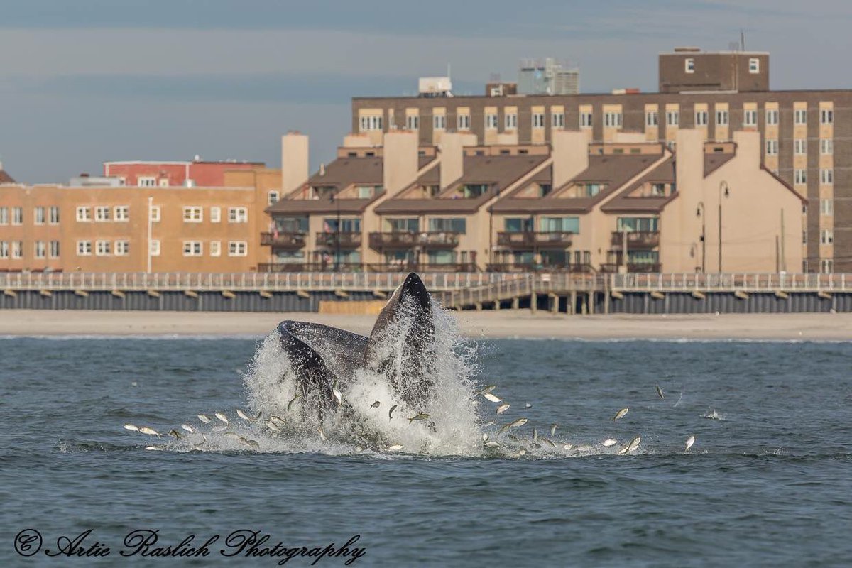 gothamwhale's tweet photo. #ThursdayThoughts Say NO to #plastics &amp; save the #ocean &amp; #whales @RealSaltLife @OCEARCH @PeggytheShark @Claire_Simeone photo @araslich https://t.co/Bl7yHqCoU2