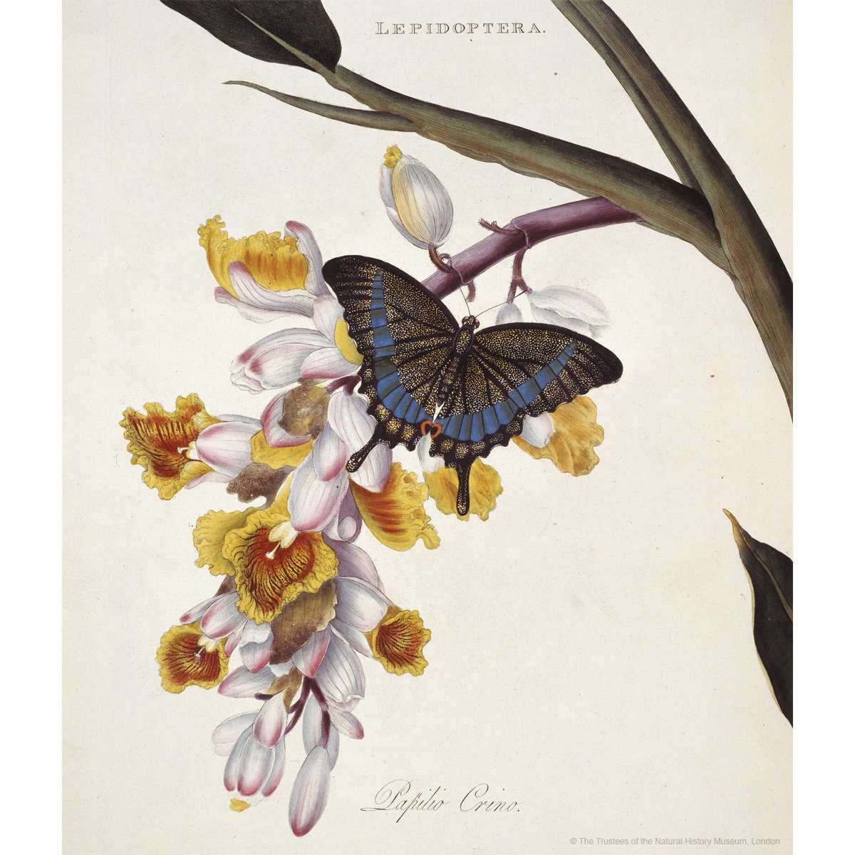 NHM_London's tweet photo. An illustrative plate from Insects of China by writer and natural history illustrator Edward Donovan from #NHM_Library #ThrowbackThursday https://t.co/edGnGakLhP