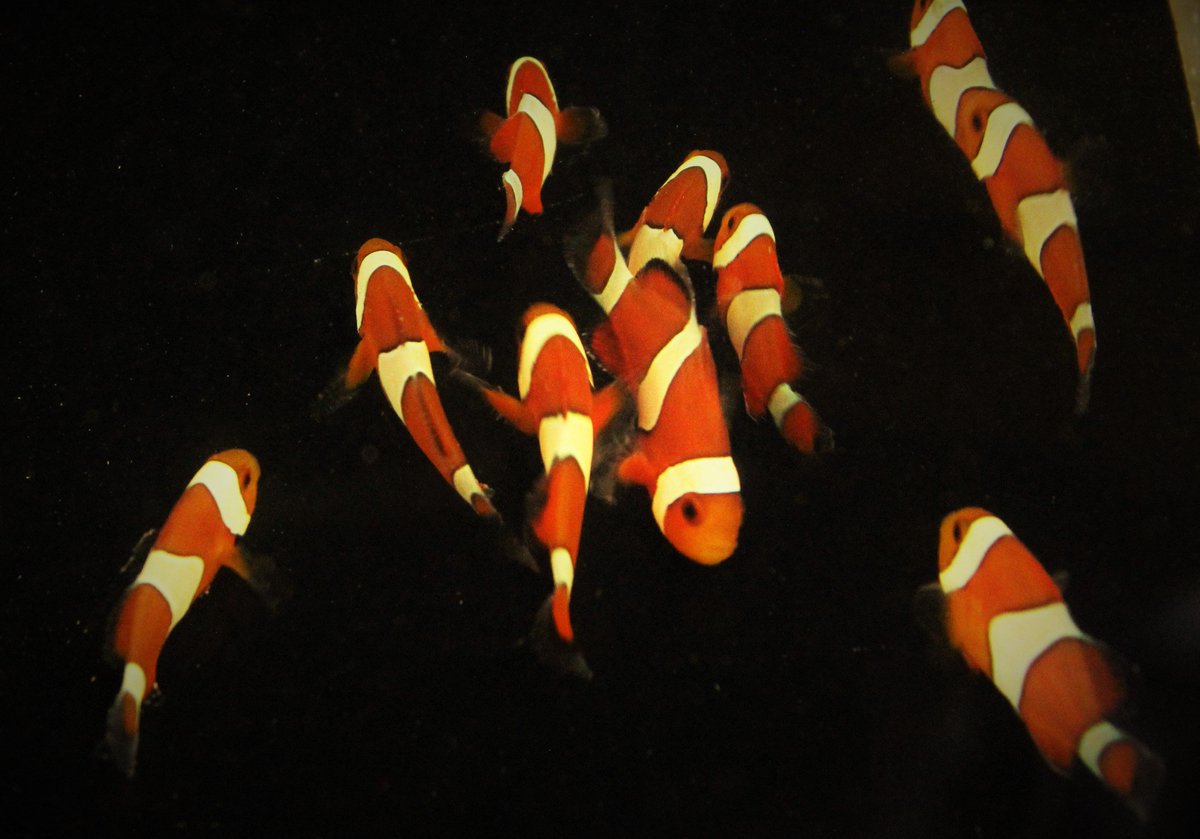 We hope all are safe and well with #storm #doris blowing ! our #anemonereadyclownfish dispatched today are nice and safe in their #Kanisters