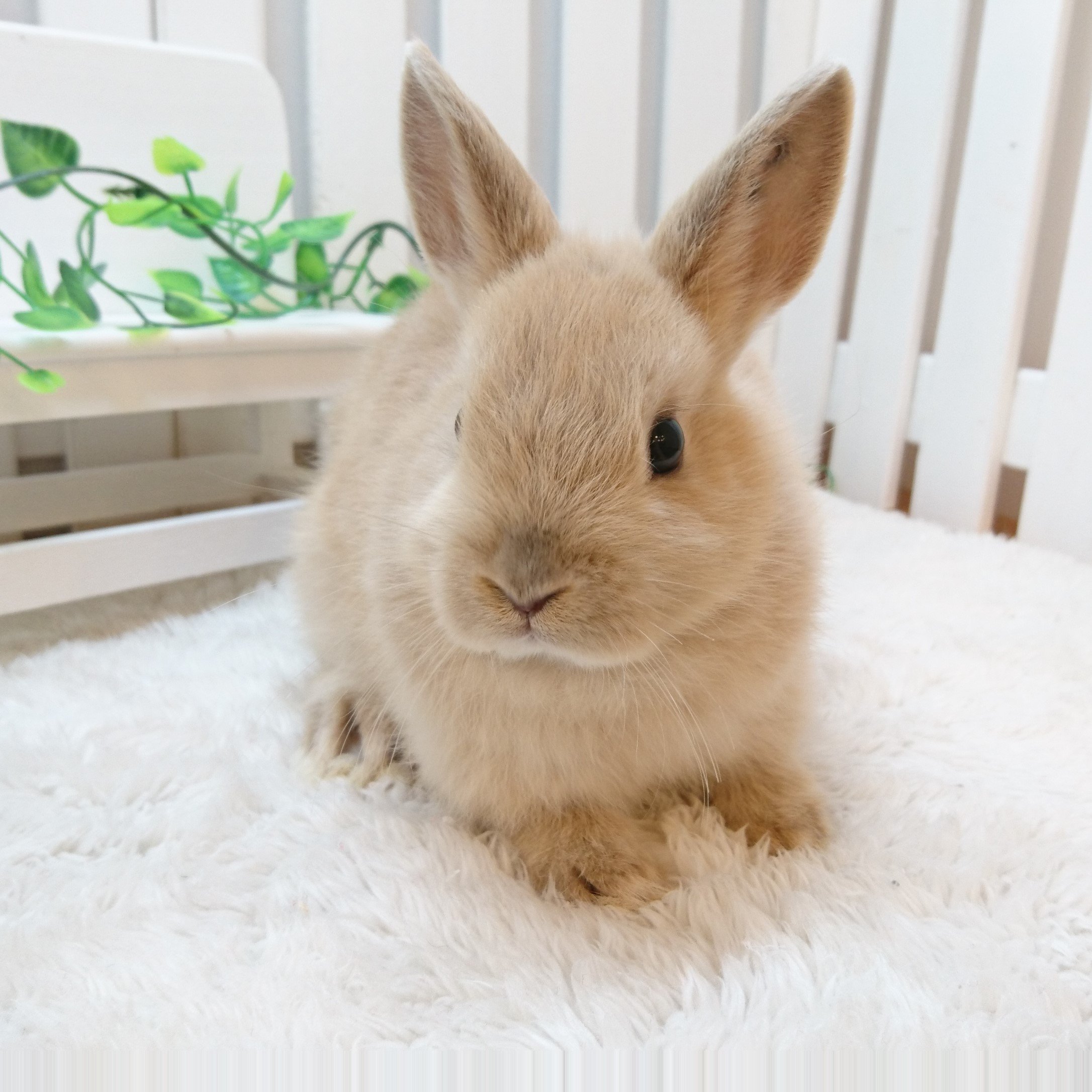 تويتر うさぎ専門店ラビットリンク على تويتر 今週もちびうさぎさんをお迎えしてきました 今回はラビット リンクで人気のカラー トップスリーが登場 リンクス ブロークンオレンジ オレンジの3ぴょん ぜひ 会いにいらしてくださいね 詳しくはこちらをどうぞ