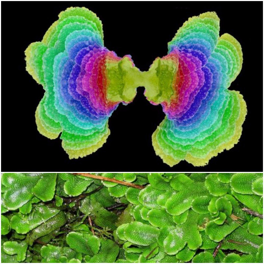 JGIBristol's tweet photo. Time lapse images liverwort development Jill Harrison Royal Society RF #plantshape #cropdesign future of sustainable food #dataisbeautiful https://t.co/A9K07eRzVG