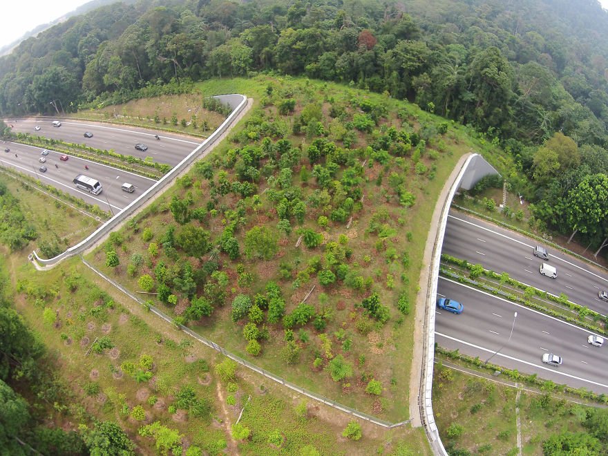 sobore's tweet photo. Wildlife bridges, helping animals beat the traffic! https://t.co/XwbbB9qctW