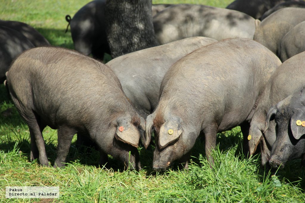 Qué es la montanera y por qué es tan importante en la elaboración del jamón ibérico bit.ly/2lcd9VW