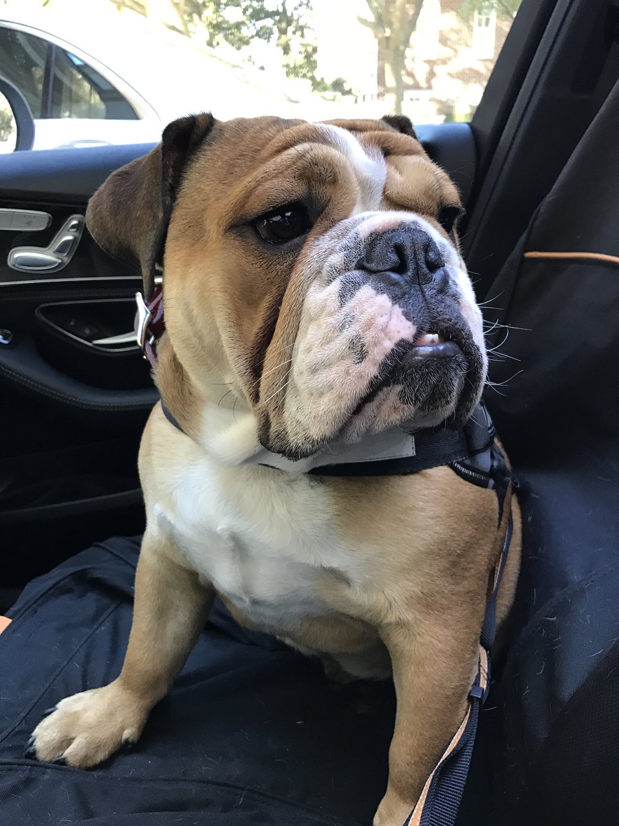 MichelleSandlin's tweet image. Rollin' Rollin' Rollin' 
#englishbulldog #lifeofmax