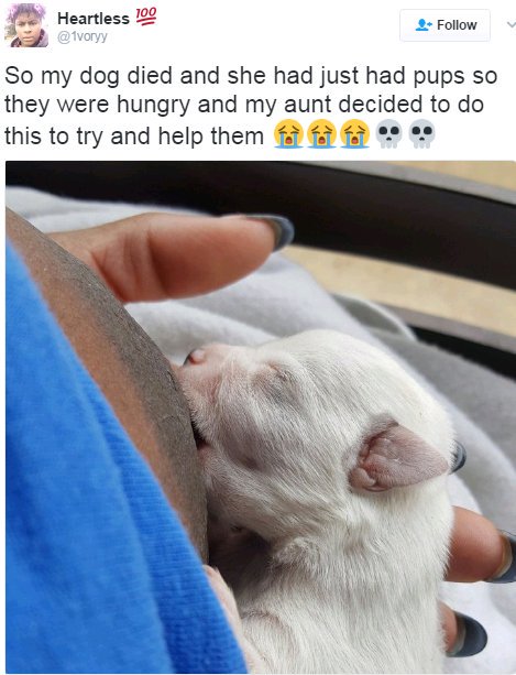 Woman breastfeeds her dogs https://t.co/cm6poutXdr http://ift.tt