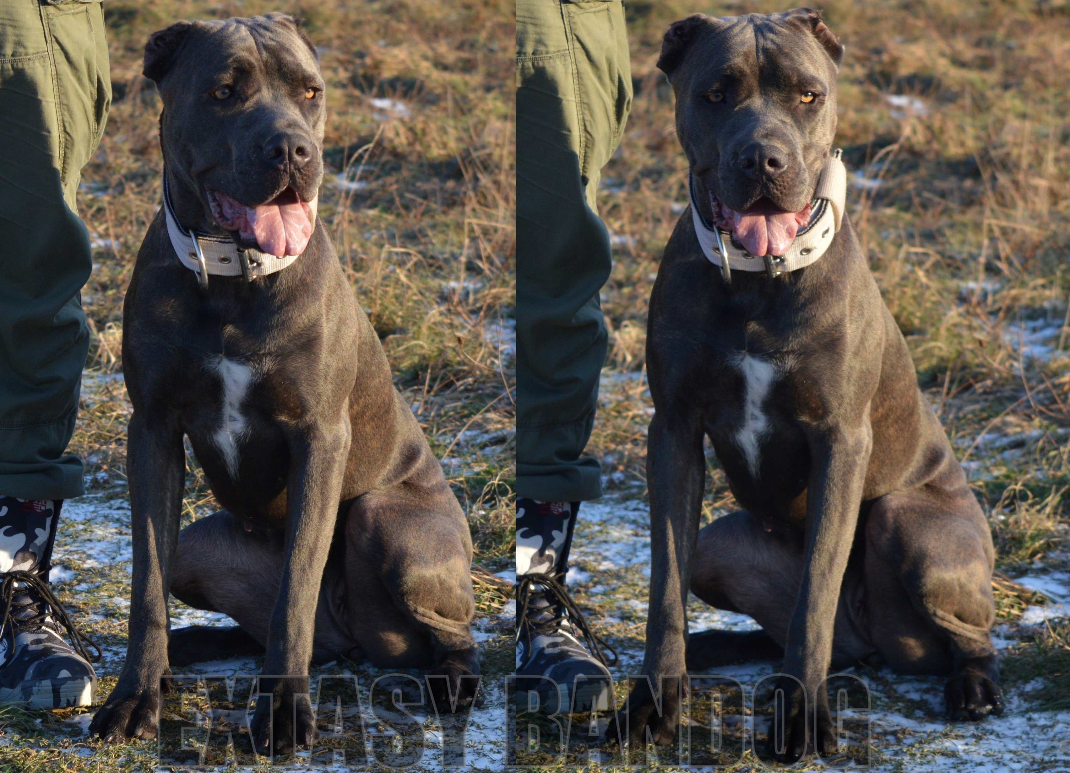 Blue bandog 2025