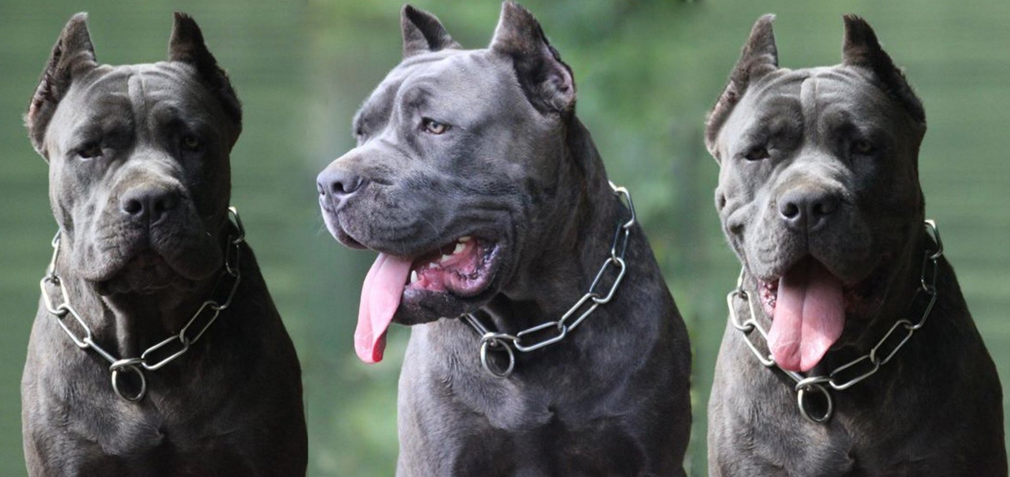 Ban Dog