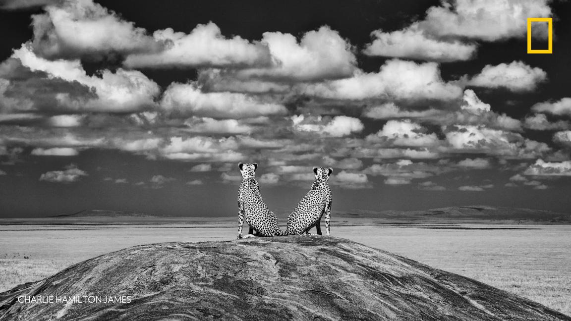 NatGeoPhotos's tweet photo. National Geographic photographers share their most incredible moments documenting cats in the wild: https://t.co/FhRAl38lho https://t.co/Nrwwd2Rrws