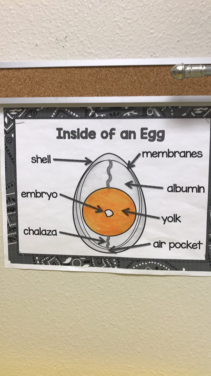 davideagles25's tweet photo. 5 more days for our eggs to embryos to chicks!!! "Cycle of Life" https://t.co/PQ8avHwXzx