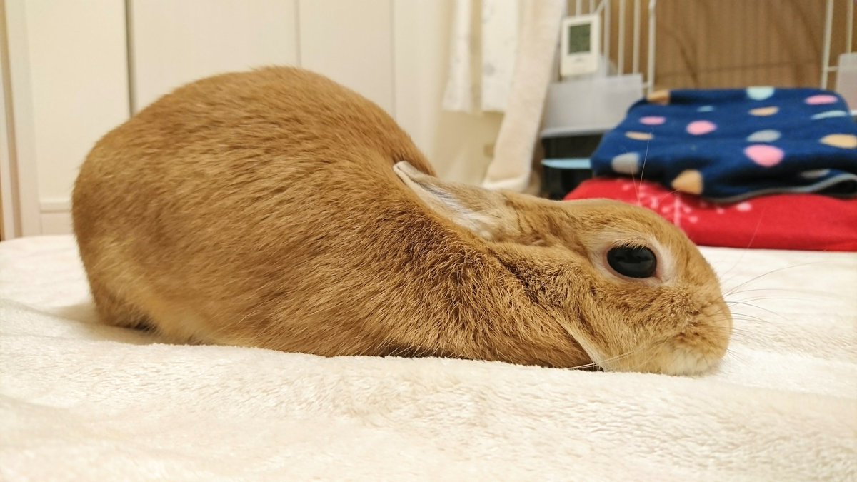 うさぎのモモ 撫で撫で待ちのポーズでリラックス うさぎのモモ 撫で撫で待ちのポーズでリラックス