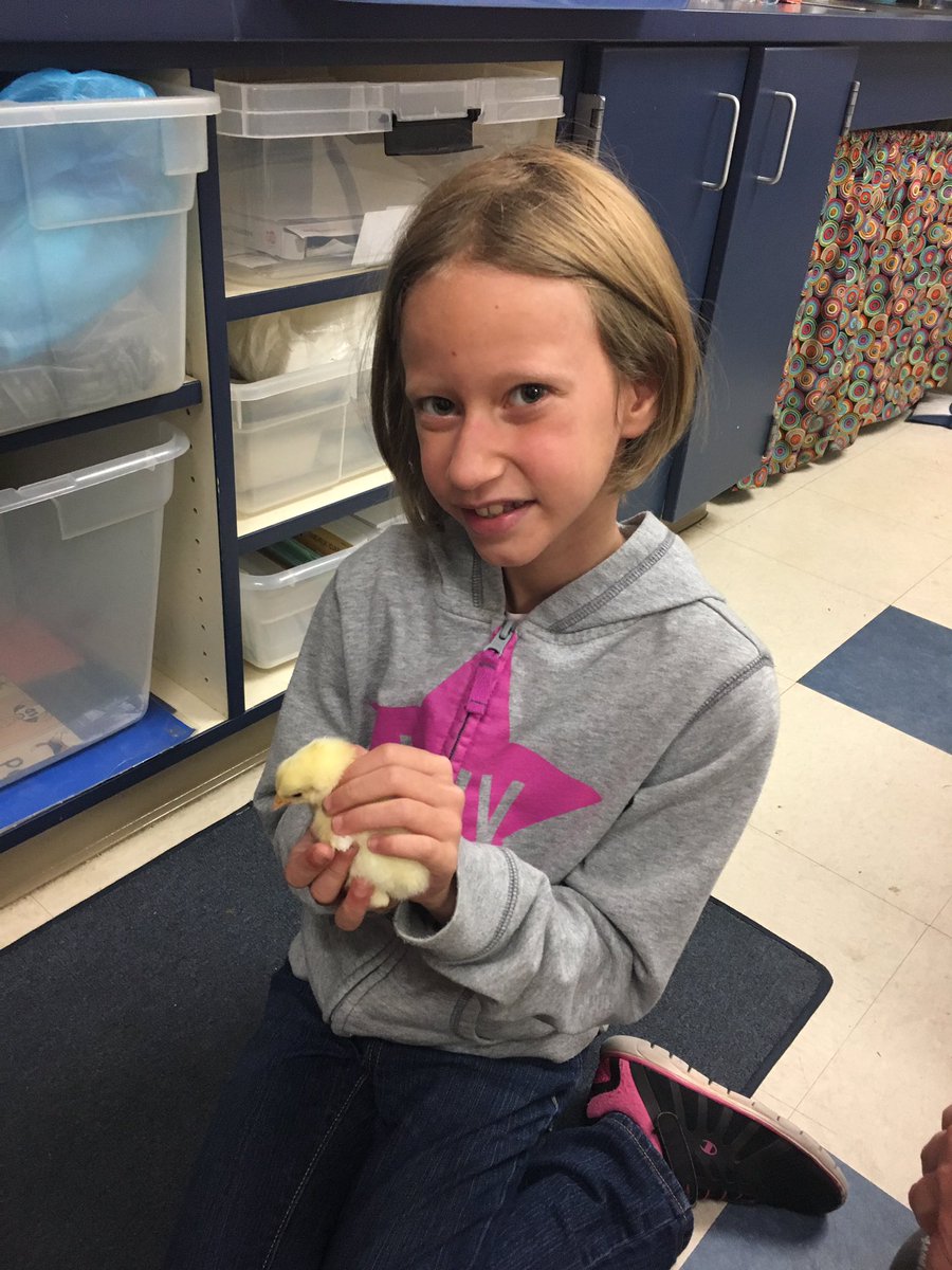 MayaCummins's tweet photo. We were overjoyed to visit the chicks in second grade this morning! Thanks @MsMcLaurinPVES for sharing them with us! https://t.co/MnLXvrArOW