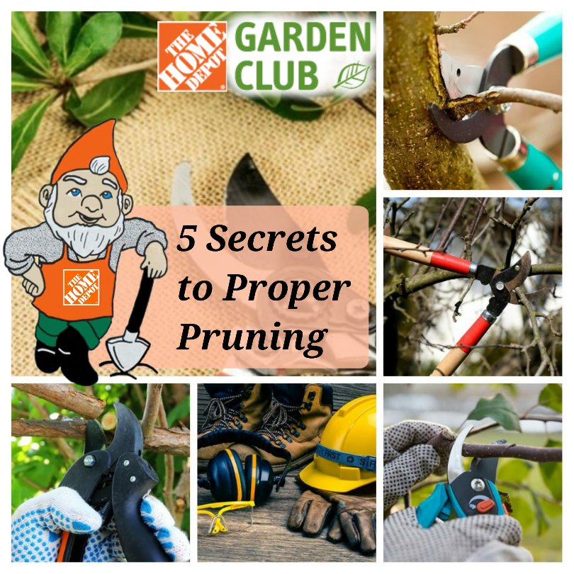 CRPaluszewski's tweet photo. ✔👀 5 Secrets to Proper✂ Pruning | Garden 🌱 Club 📱💻 https://t.co/jwHsTZxNZO via @homedepot #homedepotgardenclub #homedepot #properpruning https://t.co/bLANoUYEp8