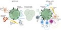 Moeschamara's tweet photo. Functional and phenotypic heterogeneity of group 3 innate lymphoid cells https://t.co/oFTCwe1XHG #immunology https://t.co/evalY8FSsm