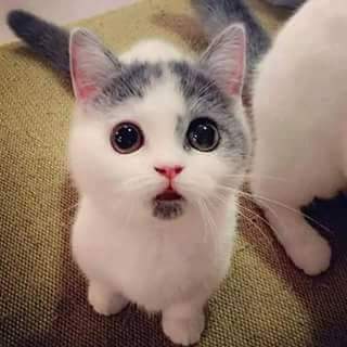 2247Amira's tweet photo. قطوستي https://t.co/cStpRQjsKv