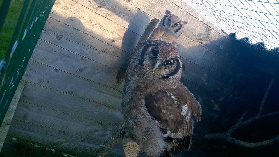 AuxParc's tweet photo. Voici notre couple de Grand-Duc de Verreaux, Kiara et Kovu. Ce sont de sacrés phénomènes ! https://t.co/aFQRmYCpdK