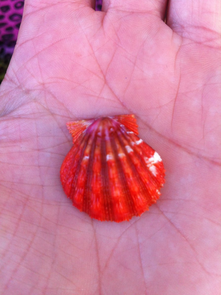 AlohaScubaDive's tweet photo. What got you into scuba diving?  For me it was a quest for the most perfect red sunrise shell. #sunriseshells #scuba #scubadiver https://t.co/STeUHQpM0J