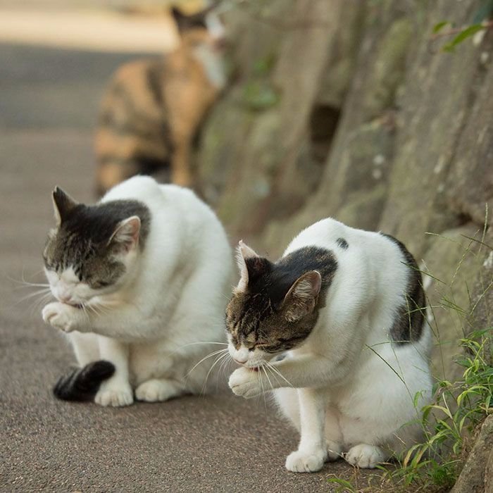 KatzenworldBlog tweet picture