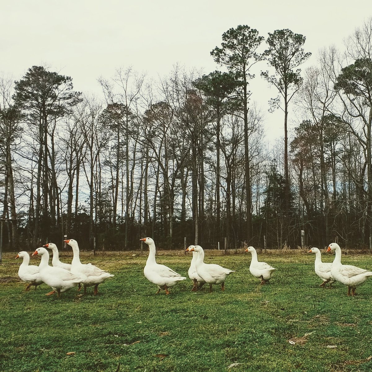 Free-roam geese and fresh green grass. #farmlife #shirefarms
