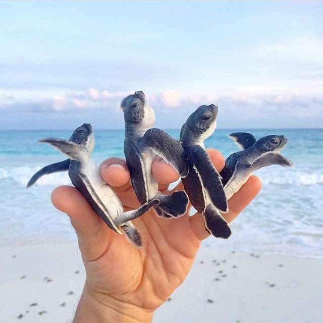 CameraTrickTips's tweet image. RT if you like Turtles 🐢