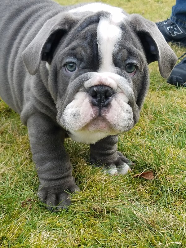 Meet 3 months Wilbur. Isn't he cute? #dog #cute