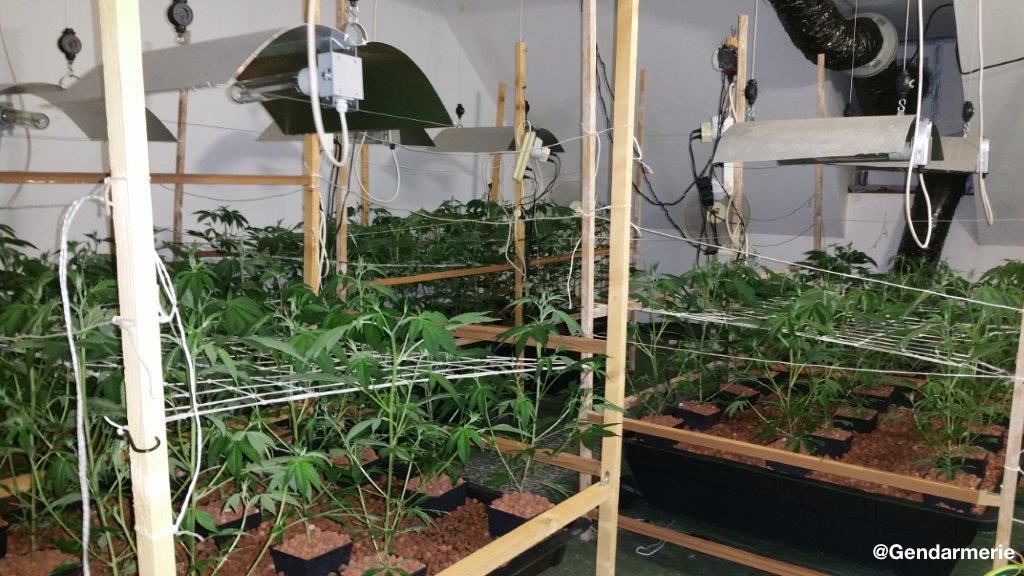 Gendarmerie's tweet photo. #Marvejols (48) Une culture indoor de #Cannabis mise au jour : 155 pieds saisis ! ➡️ 8 mois de prison ferme pour le cultivateur #GameOVert https://t.co/zAX5K535px