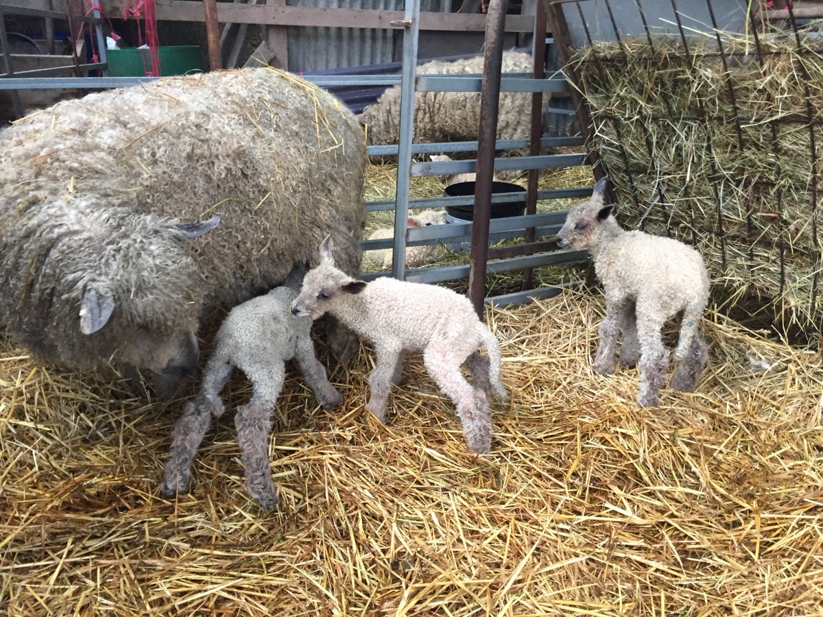 anniebrown2015's tweet photo. Wensleydale triplets today. Might have to call one Doris. https://t.co/1oJTO3JZTS