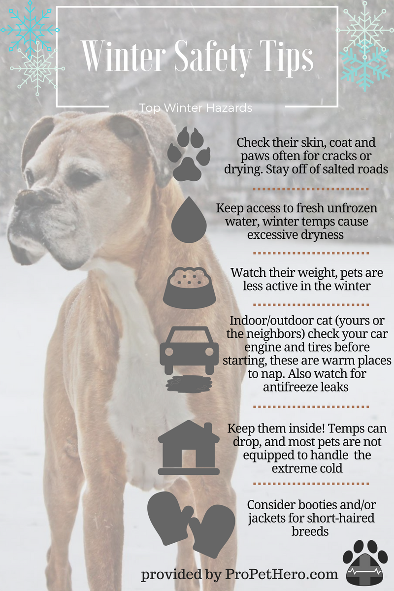 ProPetHero's tweet photo. Stay safe and warm, keep your pets that way too! https://t.co/PMPAYlx9J0 #wintersafety #petindustry #petfirstaid #pets #dogs #cats https://t.co/KwqtMCPYr2