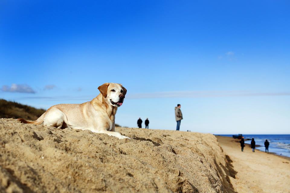 JuanperiCottage's tweet photo. #Juanperi Cottage salesdog Banjo likes the newly formed "cliff" on Winterton beach. #Norfolk #WintertonOnSea https://t.co/Q3GLJa7n2b