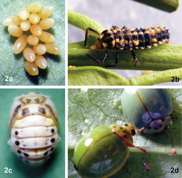 Cycloneda devestita; 2a) Huevos; 2b)
Larvas: depredando ninfas; 2c) Pupa; 2d) Adultos: depredando
ninfas de Aphis craccivora
