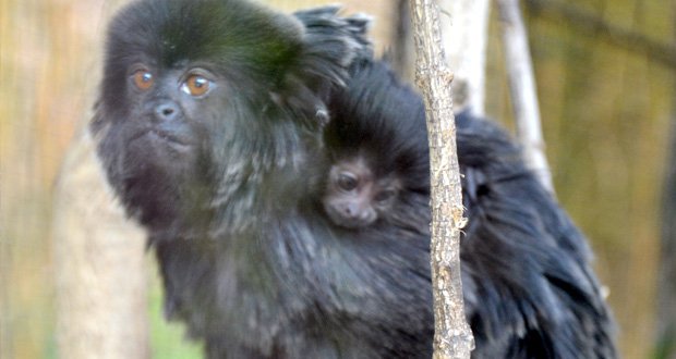 JerezesNatural's tweet photo. .@ZooJerez amplía su familia con el nacimiento de un pequeño tamarino de Goeldi. @vive_jerez 
https://t.co/oHPMYLYGLX https://t.co/uYeZAIT0NC