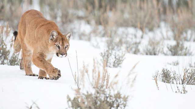 BBC ALBA tweet media