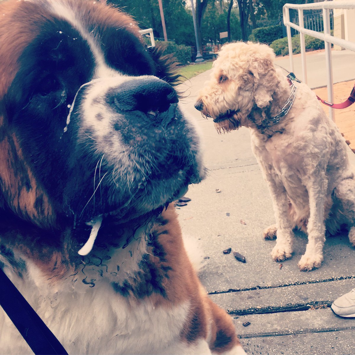 What a treat to run into my pal Mowgli this morning! #HydeParkPups