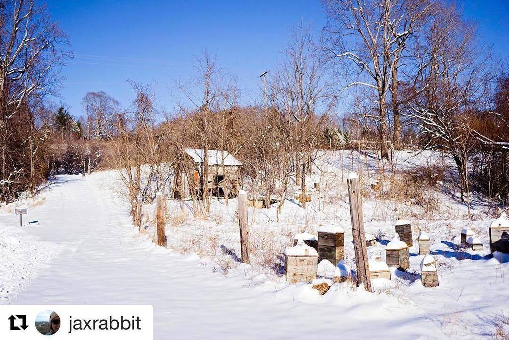 Beepods's tweet photo. #Repost #SnowUsYourBees @jaxrabbit
🐝🐝🐝
The hives in winter #beehives #beekeeper #winterbee… https://t.co/LwP68PSzix https://t.co/M4JRhtrnpF