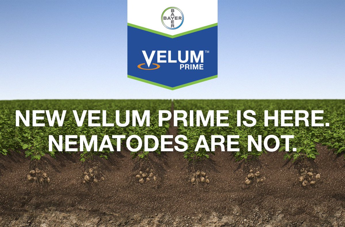 Bayer4CropsCA's tweet photo. New Velum Prime is here for potatoes. #Nematode problems are not. Learn more: https://t.co/2TGpSHv839 https://t.co/ZaDy6iAZBK