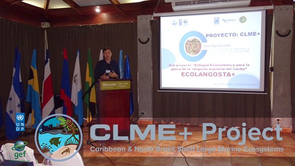 CLMEplus's tweet image. 46 #OSPESCA participants at @UNDP/@theGEF #CLMEproject workshop on sustainable spiny #lobster fisheries incl. #Caribbean gvts &amp;amp; #fishers.