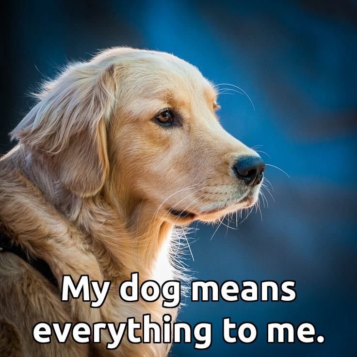 Animal_Hub's tweet image. Share if you agree! #dogs #doglovers #love #puppies #life