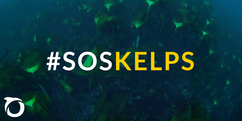 OceanaEurope's tweet photo. Norway is a pioneer in marine conservation policies in Europe. We call on @kldep to make Norway a future #climate refuge for #SOSkelps https://t.co/VNLCyOpUDf