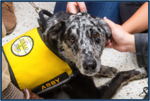 Therapy dogs are back! 3-5 p.m. each Thursday. 4th floor NUC!