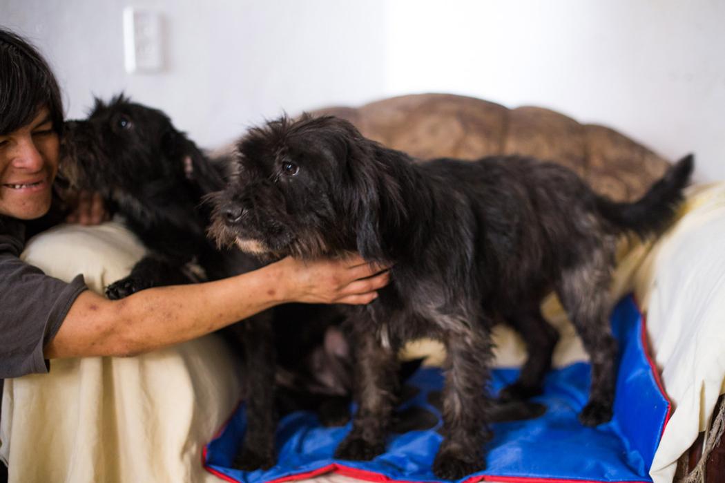 bestiecilla's tweet photo. Los superhéroes sí existen: ella se llama Luisa y da hogar a 70 perros que han sufrido maltrato -- https://t.co/yycCR6WJt9 https://t.co/uKRs2R5iZf