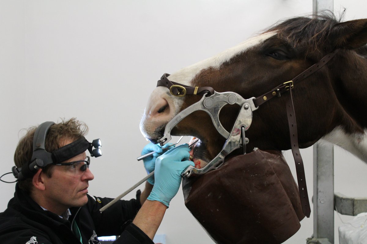 TheEquineClinic's tweet photo. @TheBoldpunt and @EquineVetDental have been busy at the clinic today #bourtonvaleequineclinic #bvec #equinevets https://t.co/Bv1hwc2GGG https://t.co/MefatOEFRq