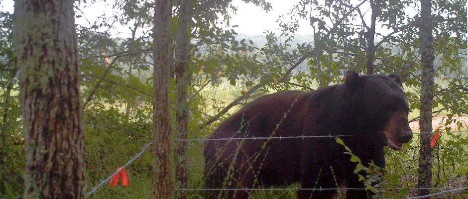 wildlifesociety's tweet photo. Student recently monitored #blackbear POP numbers & density hoping to inform #management decisions in #GA. #TWS2016 https://t.co/4pPddiMCyh https://t.co/z1ipeOXpmz