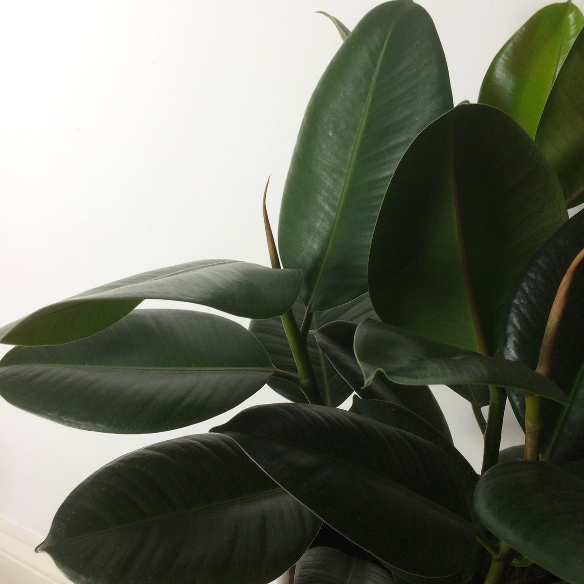 _PARTIMI_'s tweet photo. Studio plant life . Thank you @graceandthorn !  https://t.co/02LFhs9OQY  #plants #rubbertreeplant #greenupyourgaff https://t.co/FeXtR5Fno6