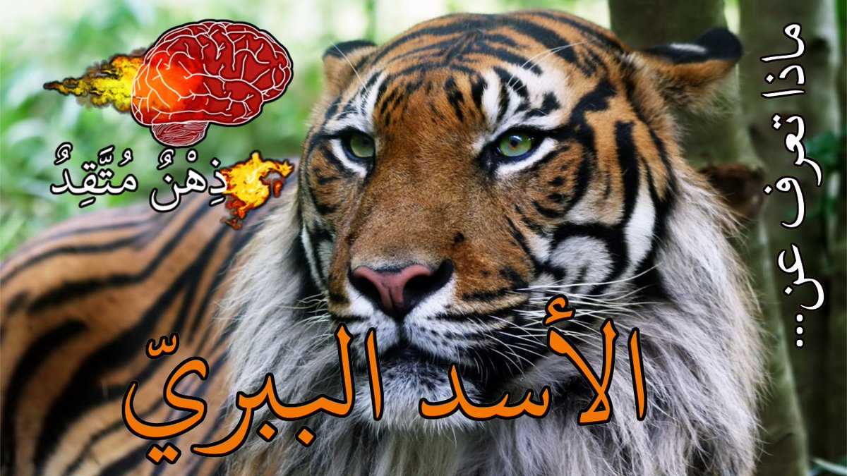 تعرف على الأسد الببري ... أكبر السنوريات في العالم ... 

youtube.com/watch?v=ZJjurR…

#الأسد #عجائب #حقائق #غريبة #معلومات #اليوتيوب #يوتيوب