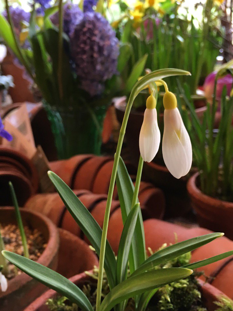 kgimson's tweet photo. Madeline snowdrop bought from #Thenford safely ensconced in the pottingshed #stormdoris #wildhere #gardens https://t.co/CJHvbBobFB