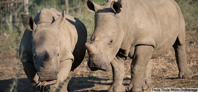 EspecesMenacees's tweet photo. Révoltant ! Des braconniers attaquent un orphelinat pour #RHINOCEROS en Afrique du sud #SupportThulaThula #poaching https://t.co/KJXs2Vms7t https://t.co/OyaZJ07wNc