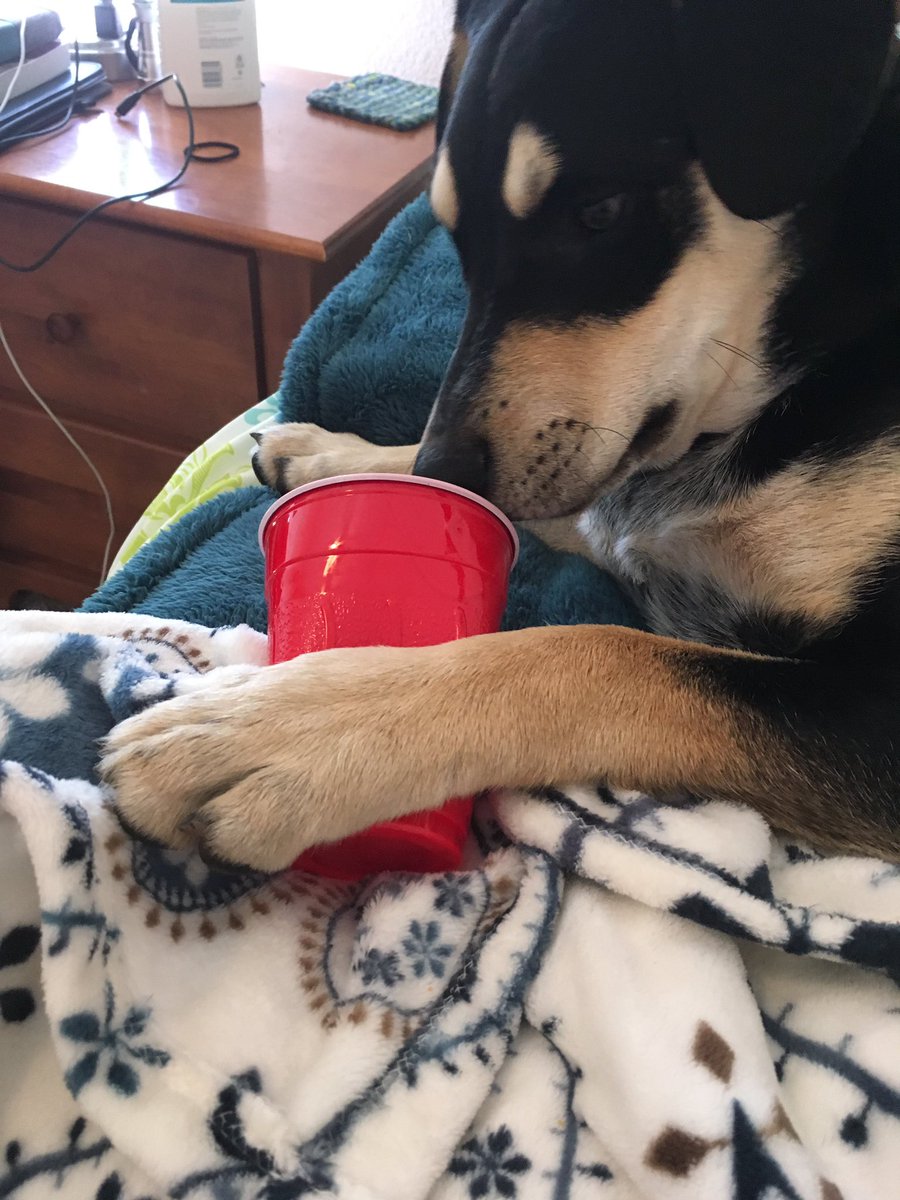 Emma_RThorpe's tweet photo. Some dogs have toys, mine has a red solo cup https://t.co/eFUH077lxF