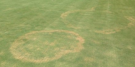 SyngentaTurf's tweet photo. Spring is the best time for preventative #fairyring applications. Timing &amp; program best practices:  https://t.co/dLjqXUOeR7 #turfgrass https://t.co/Fo14vcjgn7