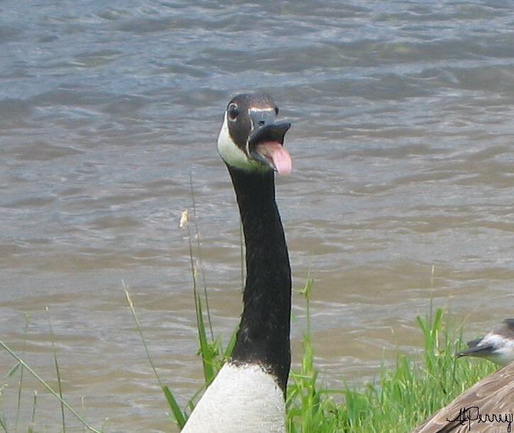 Geese at Highland tweet media
